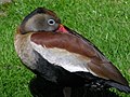 Bellied Whistling-Duck 2.jpg