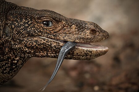 Bengal monitor at Anawilundawa Bird Sanctuary - (A Mischievous Grin)