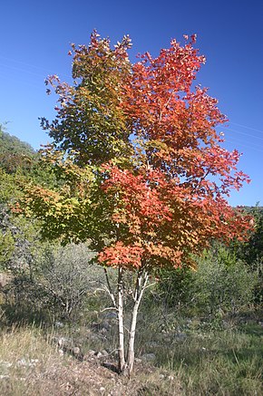 Описание изображения Bi-colour_Maple_Tree.jpg.