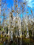 Vignette pour Réserve nationale de Big Cypress