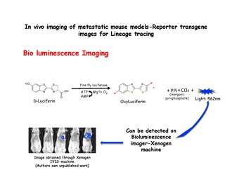 Bio luminescence Imaging Bio luminescence Imaging.pdf