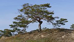 53. Platz: Puusterke mit Waldkiefer (Pinus sylvestris) auf einer Elbtaldüne bei Klein Schmölen im Biosphärenreservat Flusslandschaft Elbe-Mecklenburg-Vorpommern