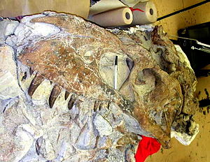 Bistahieversor's skull during dissection