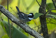 Black-capped Pipit - Selatan Ekuador S4E9265 (23309731381).jpg