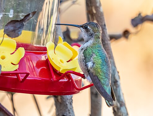 Black-chinned hummingbird on Randall's Island