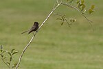 Thumbnail for File:Black Phoebe - 16734880411.jpg