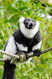 Zwart-wit Ruffed Lemur (22383460999).jpg
