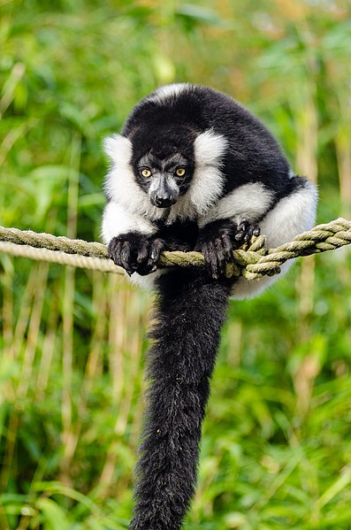 File:Black and white Ruffed Lemur (24758574240).jpg