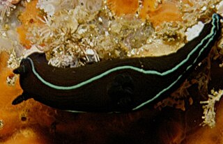 Black nudibranch Species of gastropod
