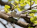 Thumbnail for File:Blue-gray gnatcatcher (91061).jpg