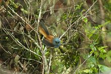 Blauköpfiger Fantail - Luzon - Philippinen H8O0002 (18809090413) .jpg