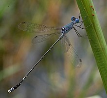 Lestes praemorsus Bluereedtail damselfly sal.jpg