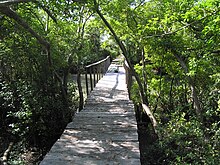 Mangroves in Muthupet Lagoon in the Kaveri River delta in eastern India Boardwalk.muthupet.JPG