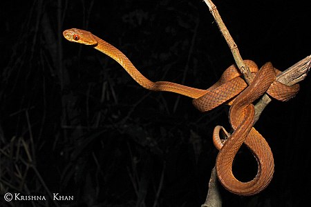 Boiga ochracea Tawny Cat snake by Ashahar alias Krishna Khan.jpg