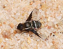 Bombilidae יוני 2008-1.jpg