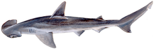 Bonnethead shark (Duane Raver).png