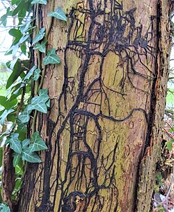 Honey fungus rhizomorphs. Boot lace rhizomorphs of the Honey Fungus. Armillaria mellea. Lainsahw Woods, East Ayrshire.jpg
