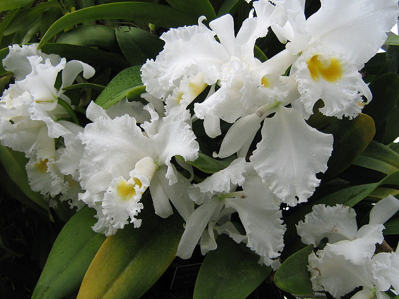 File:Botanical Gardens - Flowers (2085805900).jpg