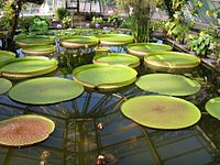 Victoria amazonica