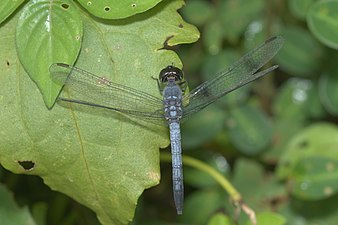 Little Blue Marsh Hawk Brachydiplax sobrina male