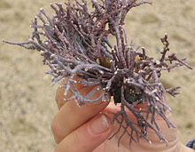 Branched coralline algae washed ashore on the beach of the county park refuge at Moss Beach, California Branched coralline algae IMG 2052 c.JPG