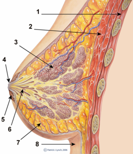 Borst: Anatomie, Ontwikkeling van de borst, Functies van de borst