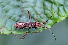 Tupalus fasciatus (Broad-headed bug) dorsal view