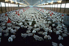 The US poultry industry is often used as an example of corporate farming due to the influence of large integrators like Tyson Foods and Perdue Farms Broiler house.jpg