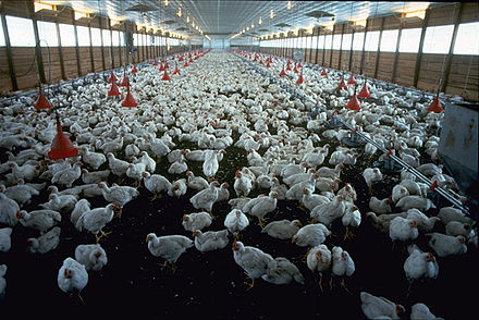 Raising chickens intensively for meat in a broiler house