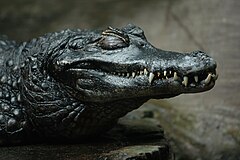 Крокодил самый опасный речной. Черный Кайман крокодил. Амазонский Кайман. Амазонский крокодил Кайман. Черный Кайман Амазонка.