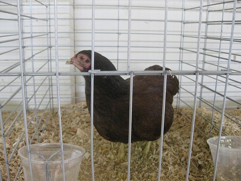 File:Buckeye bantam.JPG