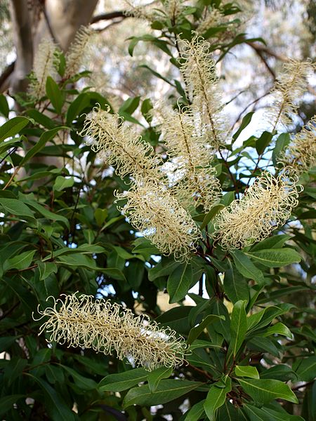 File:Buckinghamia celsissima (ANBG).jpg