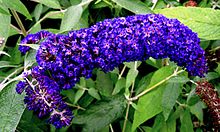 Buddleja davidii 'Adonis Blue'.jpg