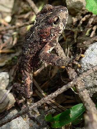 Western toad Bufo boreas 10565.JPG