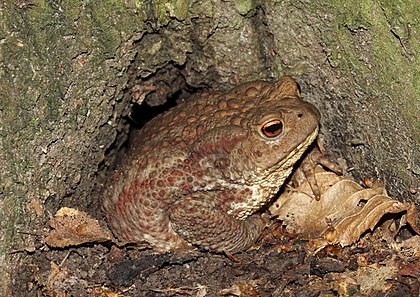 Sapo-comum (Bufo bufo) entre as raízes do carpino (Carpinus betulus), Ucrânia. (definição 4 800 × 3 400)