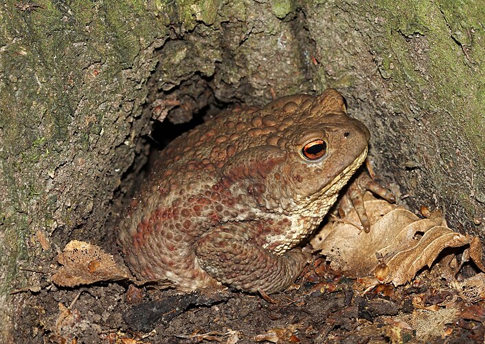 Серая жаба (Bufo bufo) в корнях граба (Carpinus)