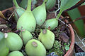 Bulbophyllum amplebracteatum subsp. carunculatum