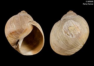 <i>Bulbus fragilis</i> Species of gastropod