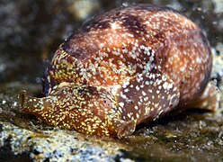 Bulla cruentata (Bullidae).