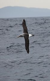 Buller's Albatross (Thalassarche bulleri) east of Eaglehawk Neck, Tasmania, Australia