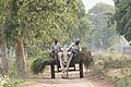 Bullock cart in Punjab, India.jpg