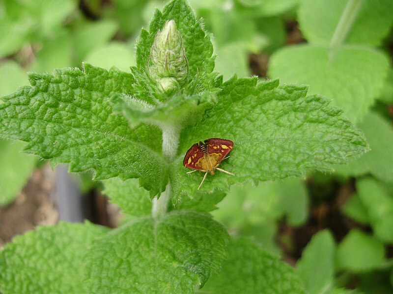 File:Butterfly fom above on mint.jpg