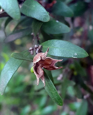 Buxus macowanii02.jpg