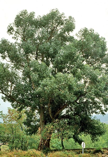 File:Cáceres, árboles 1975 08.jpg