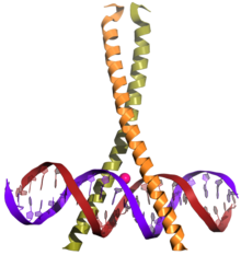 CREB (top) is a transcription factor capable of binding to DNA (bottom) and regulating gene expression CREB.png