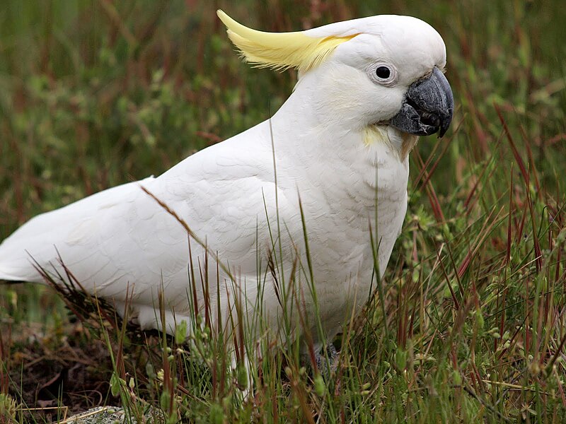 File:Cacatua galerita -Canberra, Australia-8.jpg