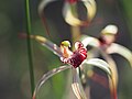 Caladenia radialis