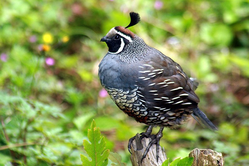 File:California Quail mail in Golden Gate Park.JPG