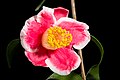 Camellia japonica 'Tamanoura - 玉之浦'