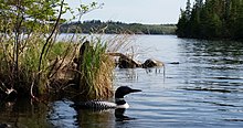 The lakeshore of Falcon Lake with a common loon. Canada loon at Falcon Lake Manitoba.jpg